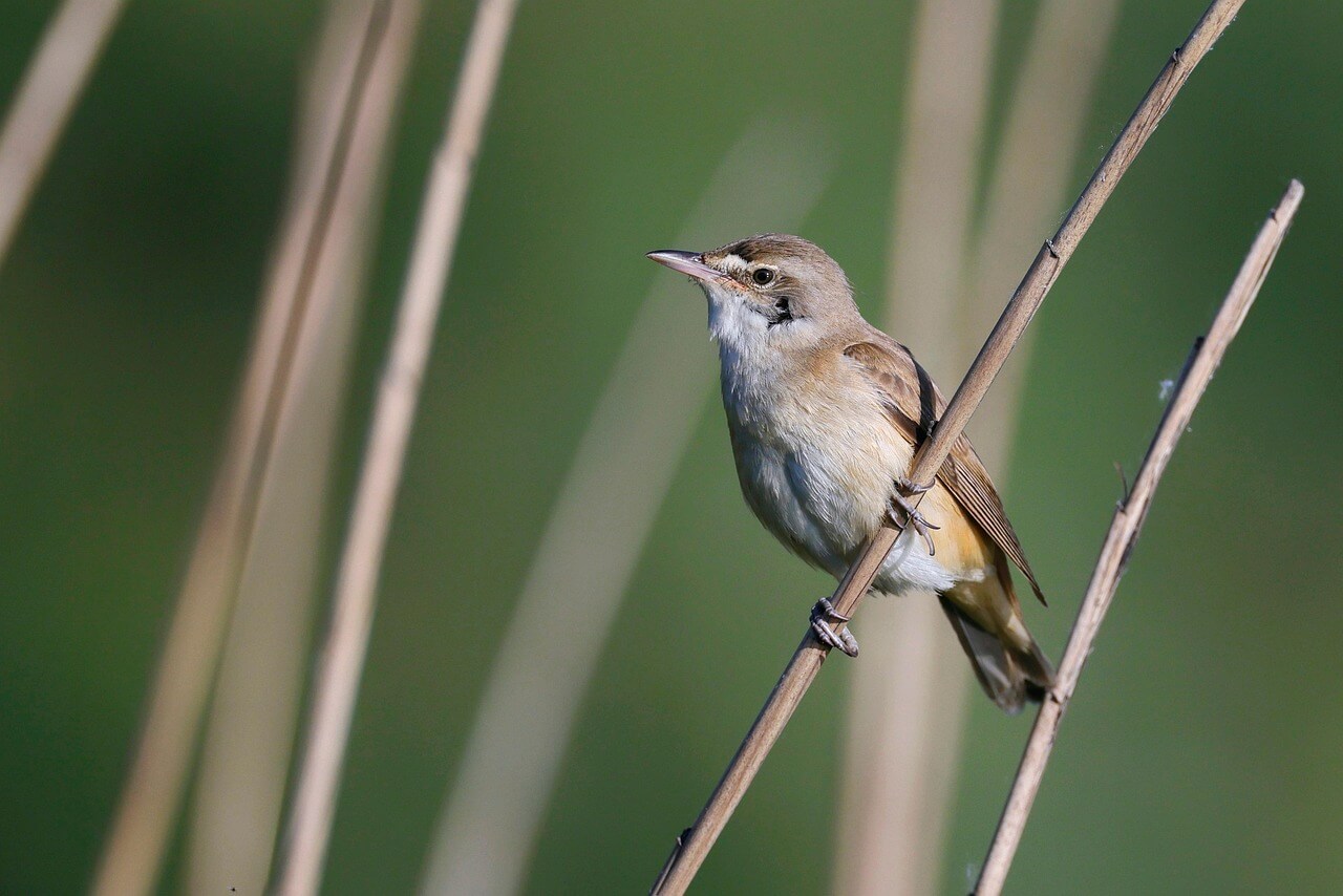 강진만 춤추는 갈대축제