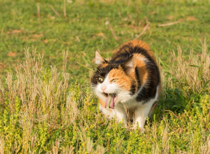 풀을 먹고 토하는 고양이.