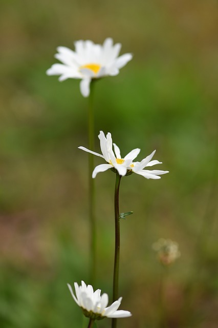 평창 육백마지기 샤스타 데이지