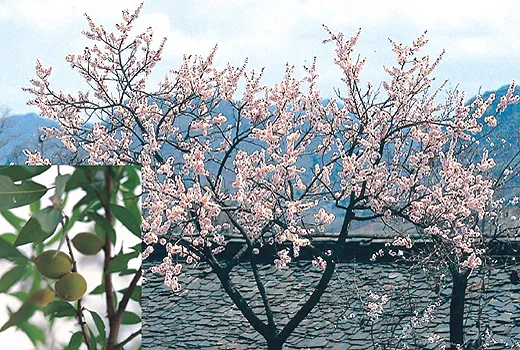 복숭아 나무 한살이 시기_7