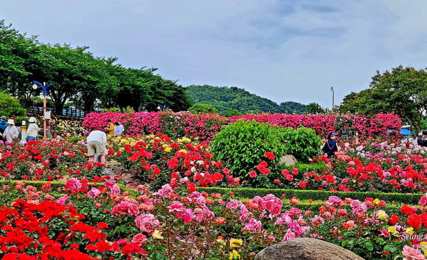 삼척장미공원