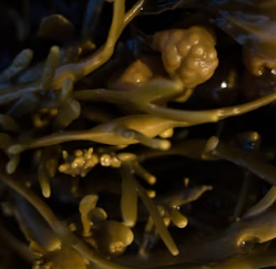 나트륨 배출에 좋은 음식 방법 몸속 돕는 칼륨