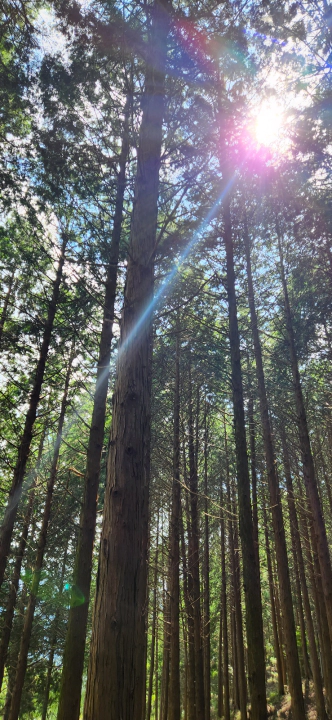 무등산 편백자연휴양림(화순) 편백숲에 들이치는 오전 햇살