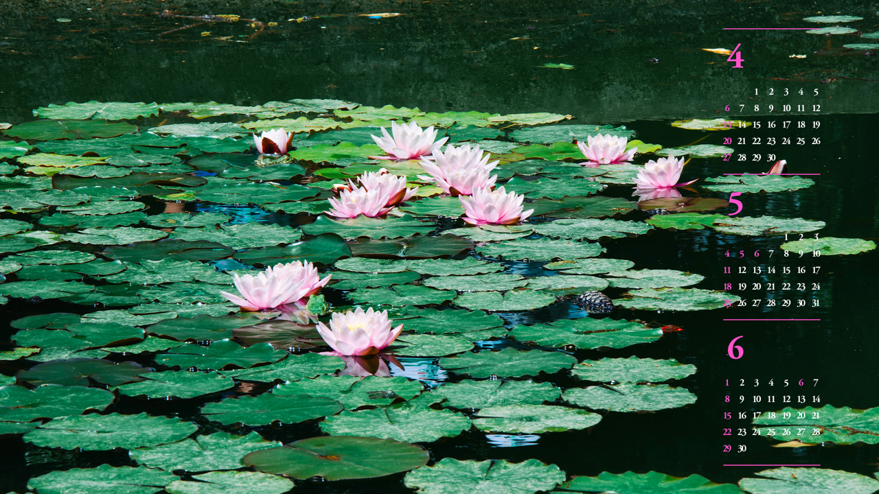 08 수련연못 B - 2025년5월 노트북배경화면