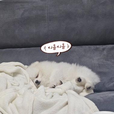 강아지-꿈