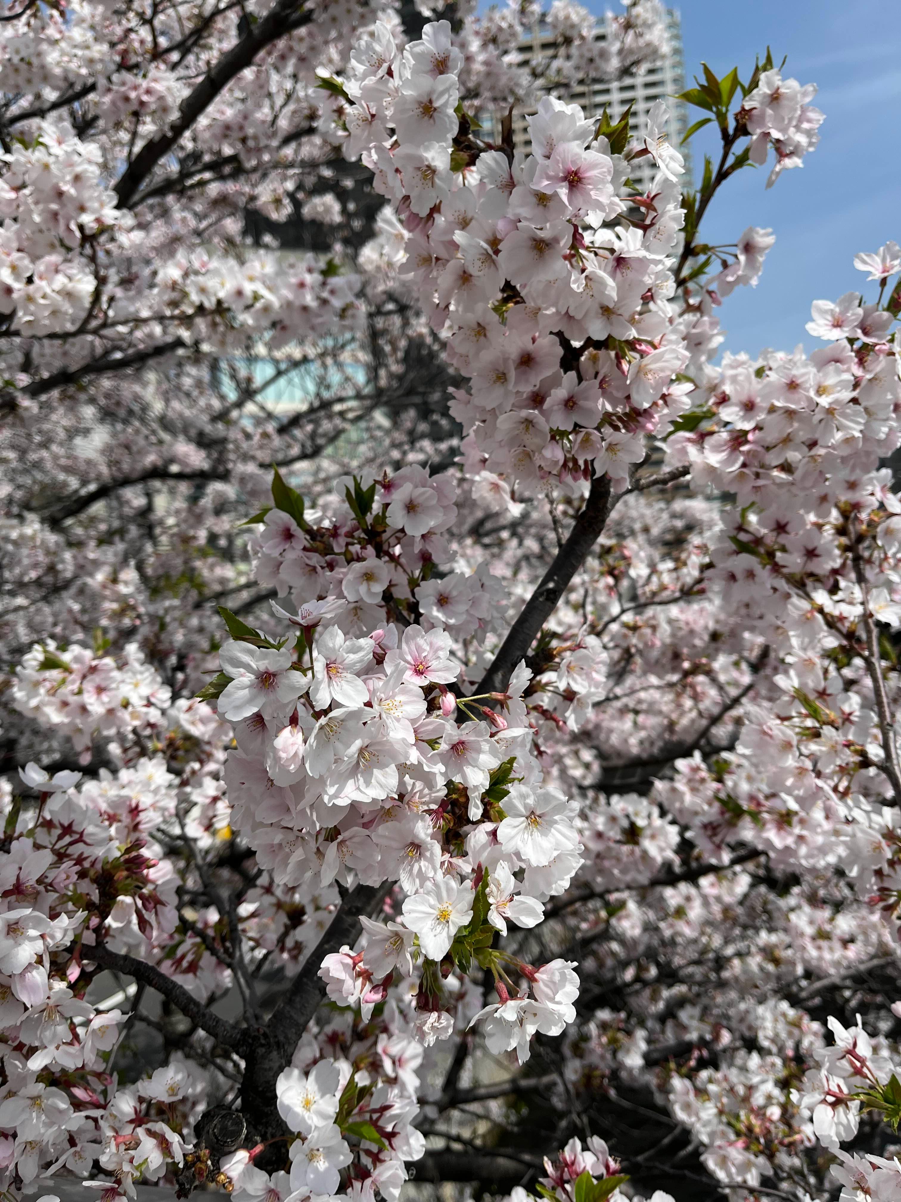 메구로강 벚꽃 산책