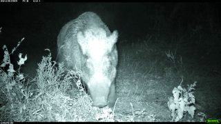 이화여대 멧돼지 출몰 (영상) &amp;#124; 대처 방법 긴급 상황