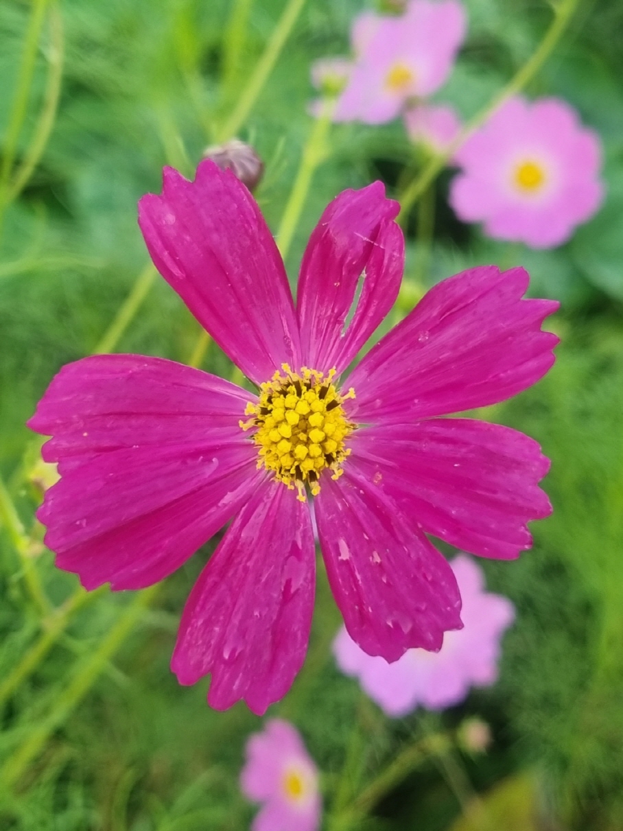 노란 중심이 돋보이는 코스모스 사진