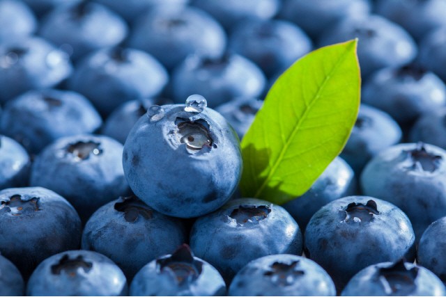 블루베리열매-대장암음식