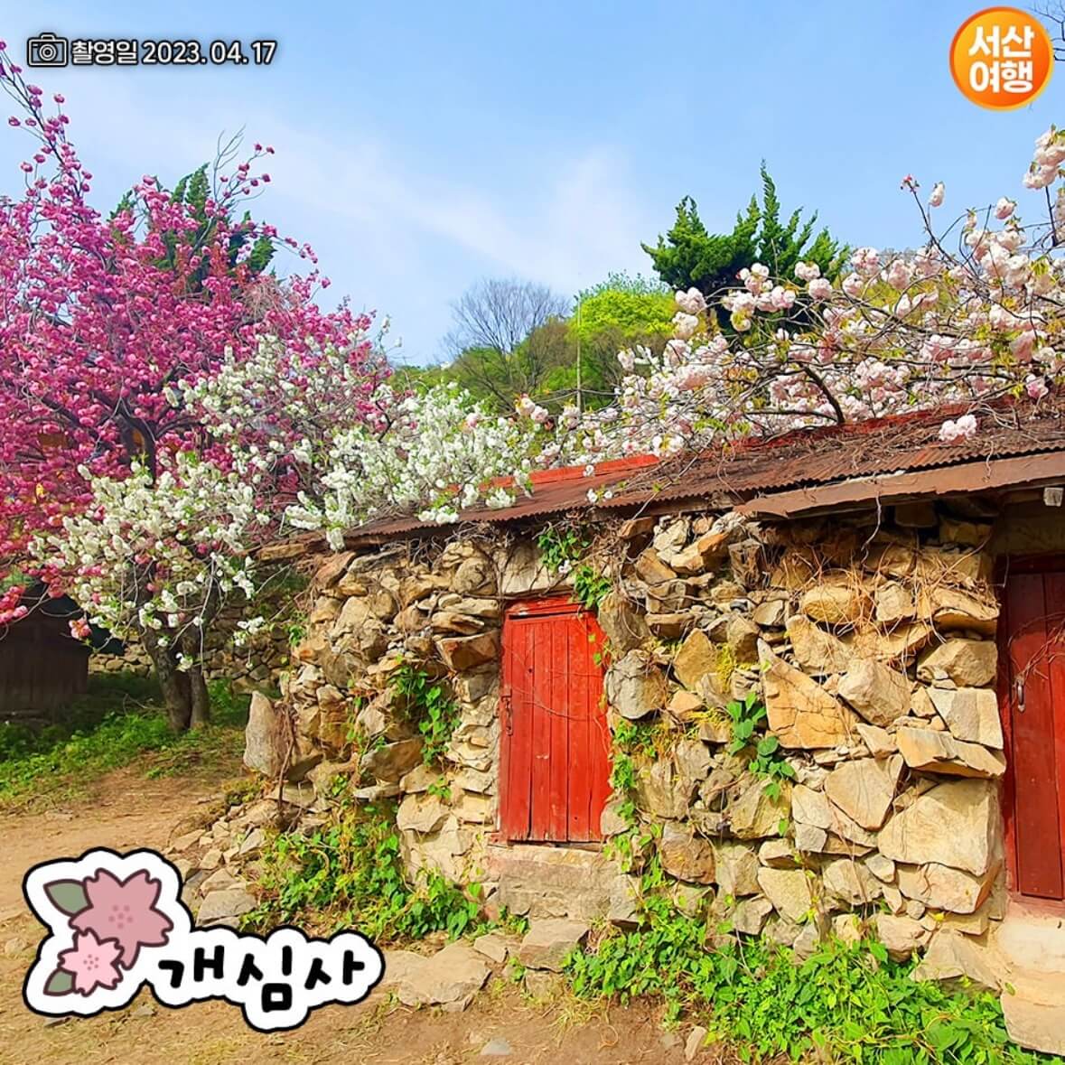 개심사 청벚꽃 개화시기