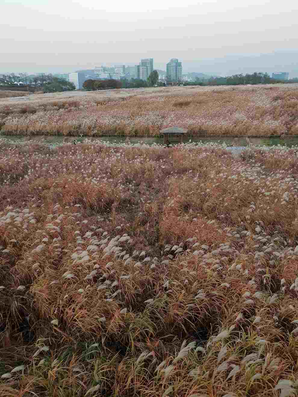 하늘공원억새축제