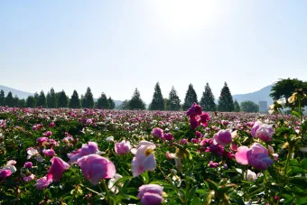 핫들생태공원 합천 산청 진달래축제_11