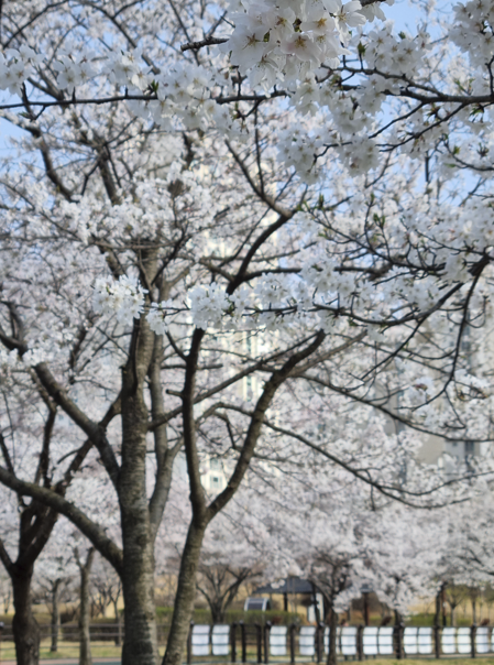 오송호수공원 벚꽃 만개