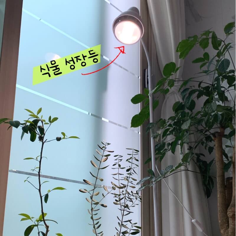 식물-성장등