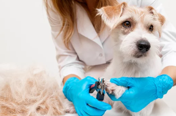 강아지 발톱깎는 모습/출처:어도비스톡