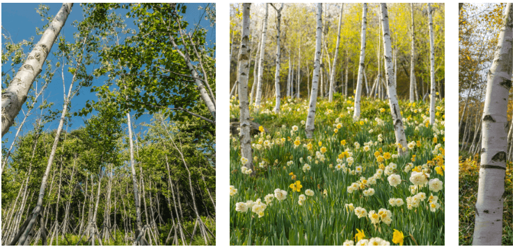 2025년 화담숲 벚꽃 사전예약 (입장료, 모노레일)