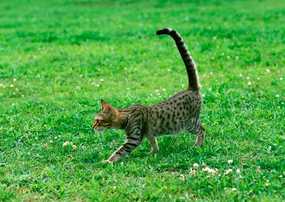 오시캣 이미지 - 2