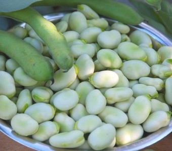 파바빈 효능 자이언트 파마빈 먹는방법 총정리