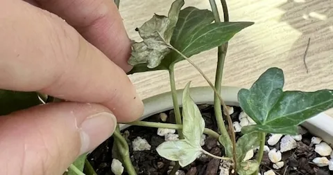 화분 깍지벌레 제거 면봉닦기 알코올희석 분무 재발방지 체크_5