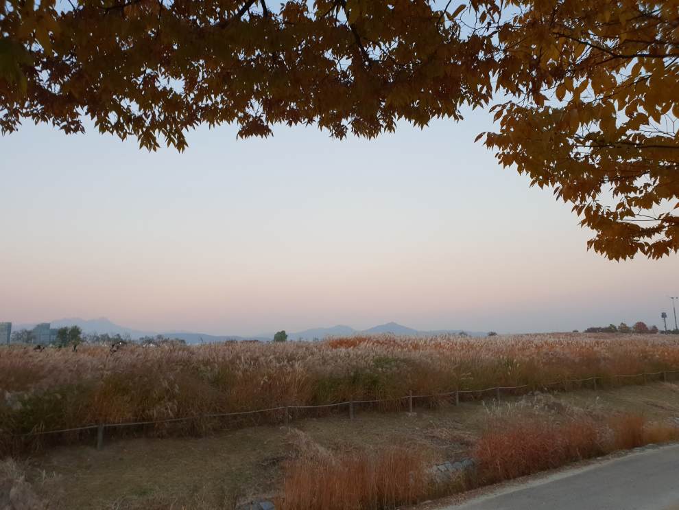 하늘공원억새축제