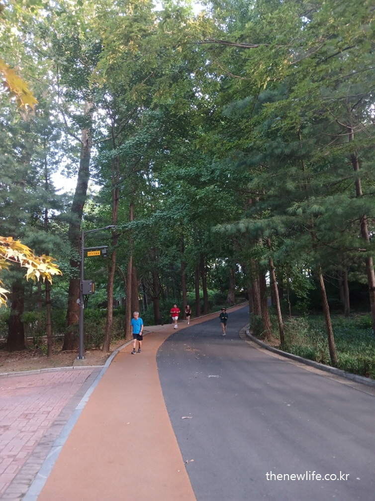 Several people jogging and walking along a well-maintained urban park trail under tall trees./나무 그늘 아래 도시 공원 산책로에서 걷거나 조깅하는 사람들