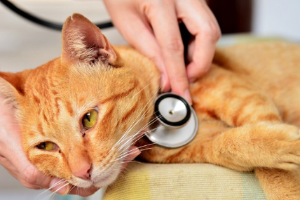 진찰받는 고양이.