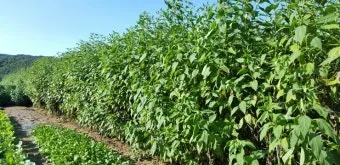 가을감자 심는시기 파종시기와 재배법_5