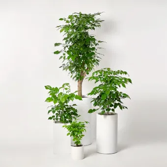 집들이 선물 식물추천 키우기쉬운 종류 물주기 빛관리 가이드_31