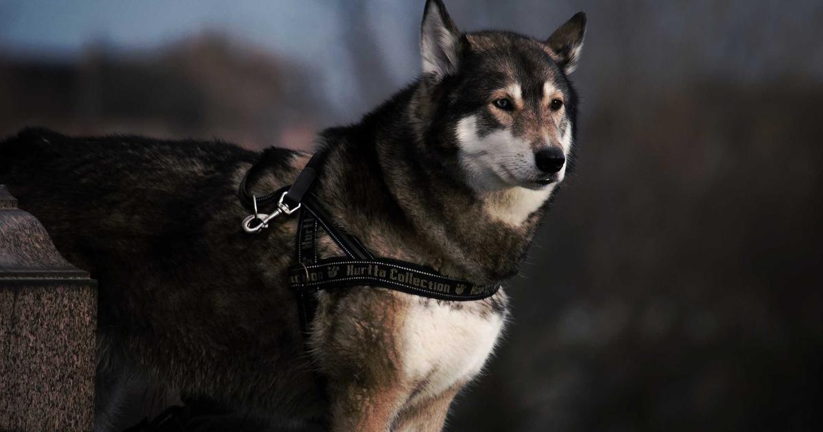 tranquil person meditating by a quiet lake at sunrise