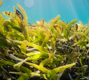 이명에 좋은 음식 영양제 식단