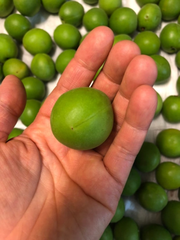 매실 효능 부작용