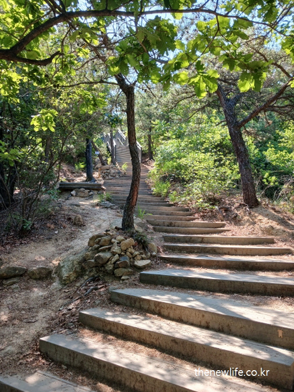 Combination of forest trail and stairs used in belly fat exercise/똥배 없애는 운동 루틴 중 계단과 산길 혼합 코스