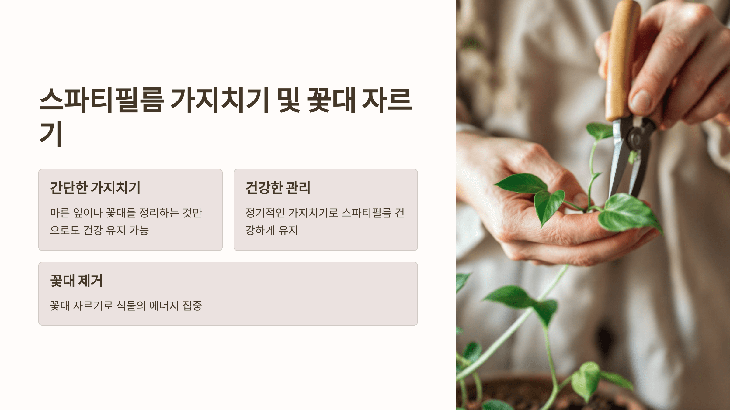 스파티필름과 관련된 사진입니다.