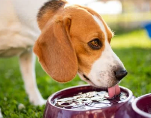 강아지 건강을 위한 매일 10분 생활 습관