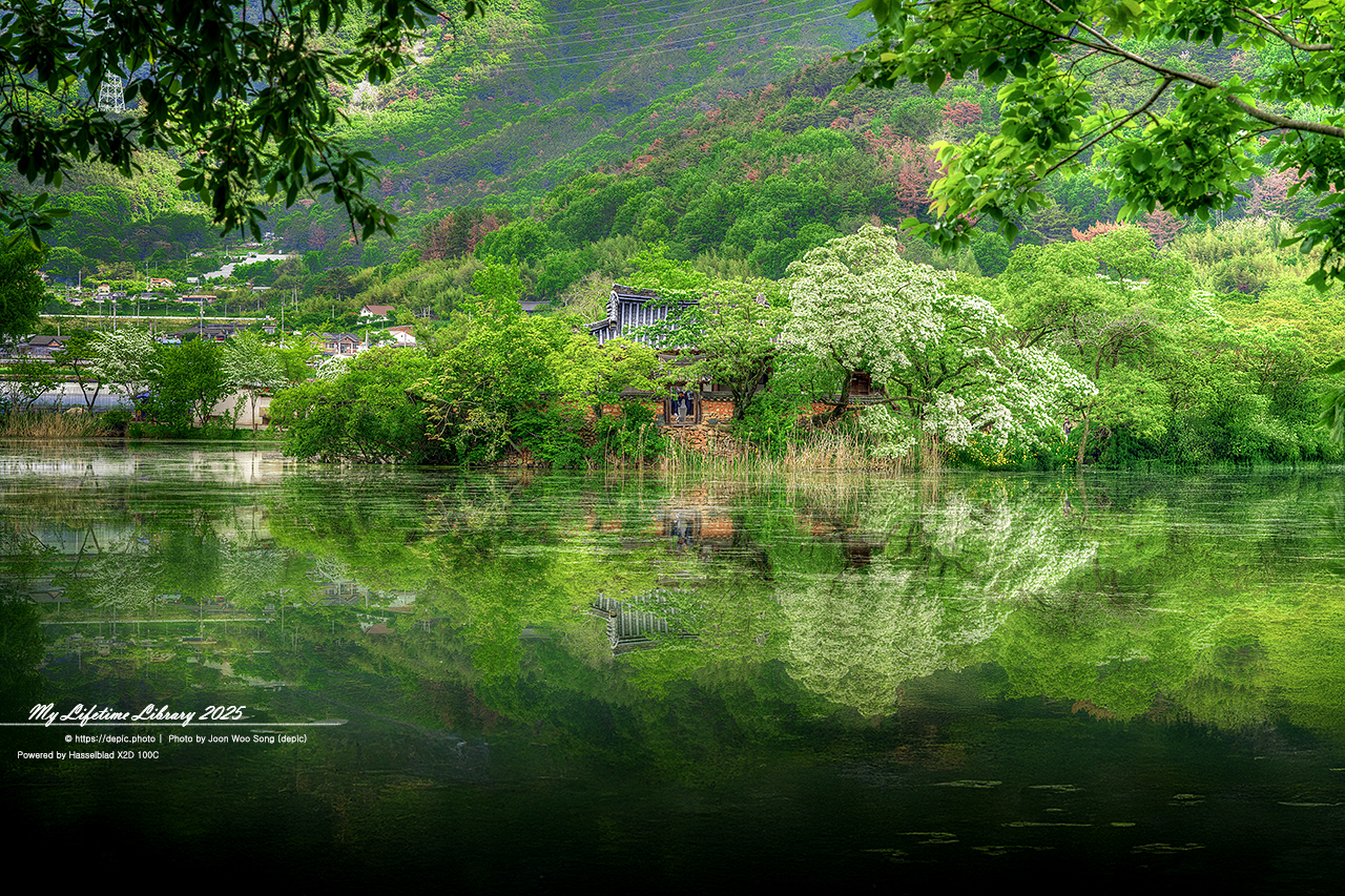#밀양 #저수지 #위양지 #이팝