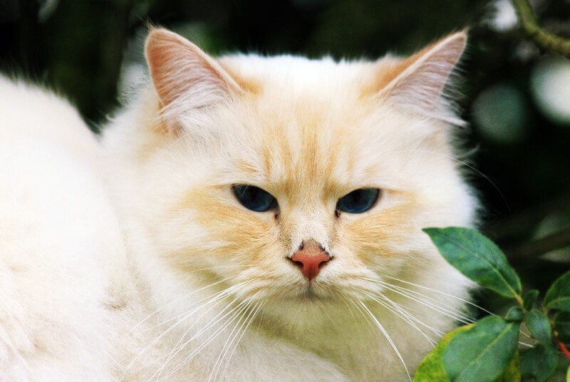 하얀색-털의-고양이