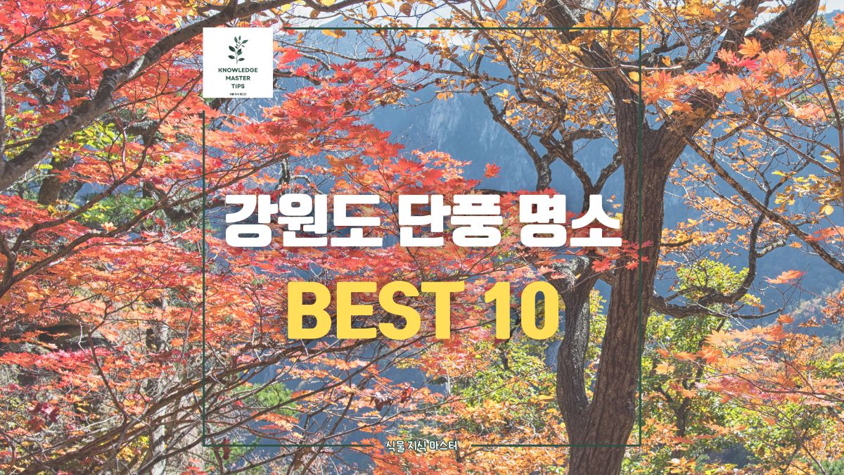 강원도 단풍 명소 BEST 10 총정리, 올해 강원도 단풍 시기는?