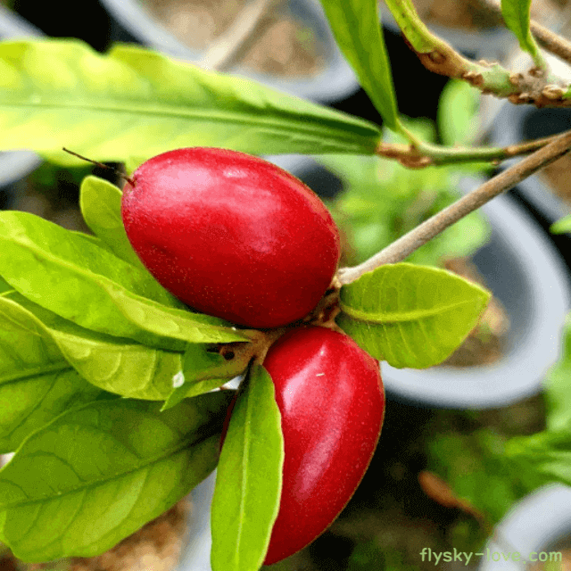 신비한 열매 미라클베리