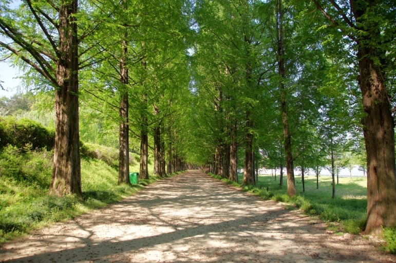 전남 담양 메타세쿼이아길의 푸르른 나무 터널과 흙길 산책로 전경