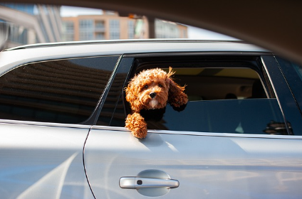 강아지가 시원하게 여름을 보내는 모습