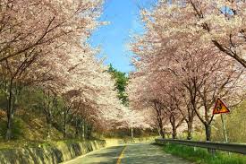 2025년 벚꽃 개화시기