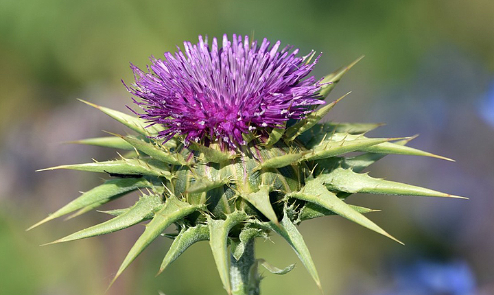 밀크씨슬 효능 및 부작용 메인이미지