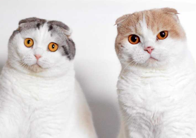 스코티시 폴드의 이미지