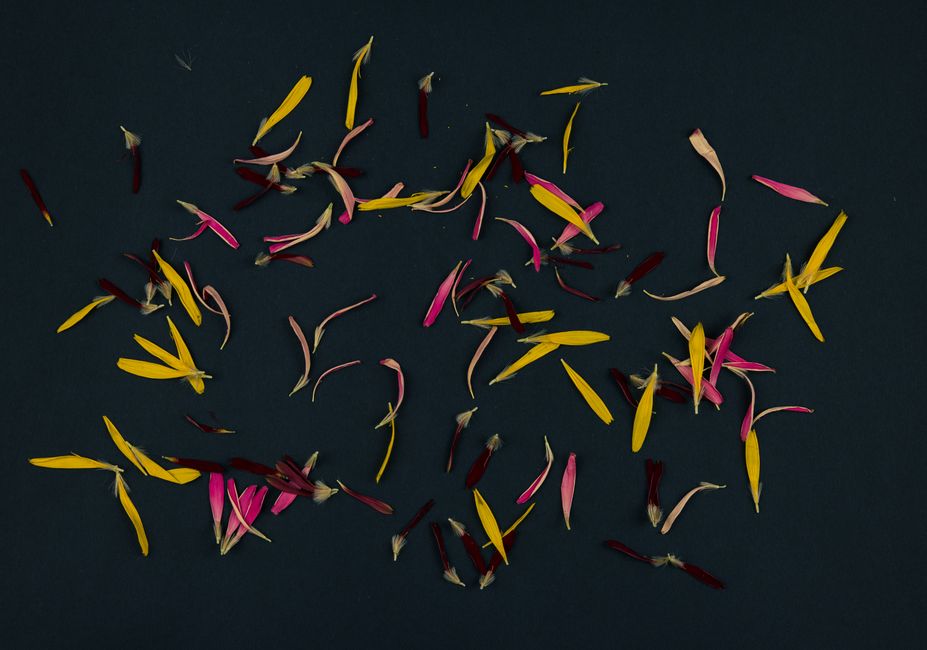 Colorful flower petals scattered against a dark background, creating a vibrant pattern.