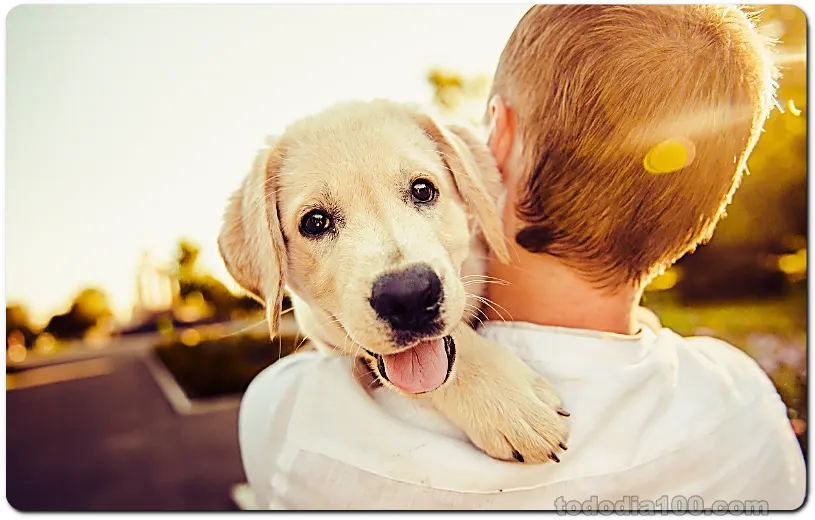 주인품에 안겨있는 강아지