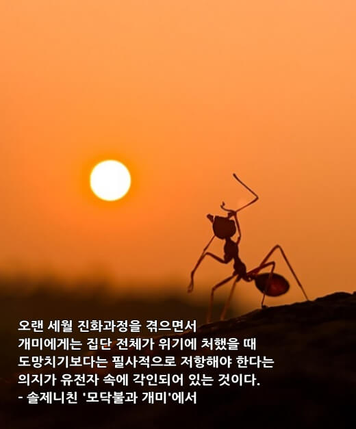 개미 이미지