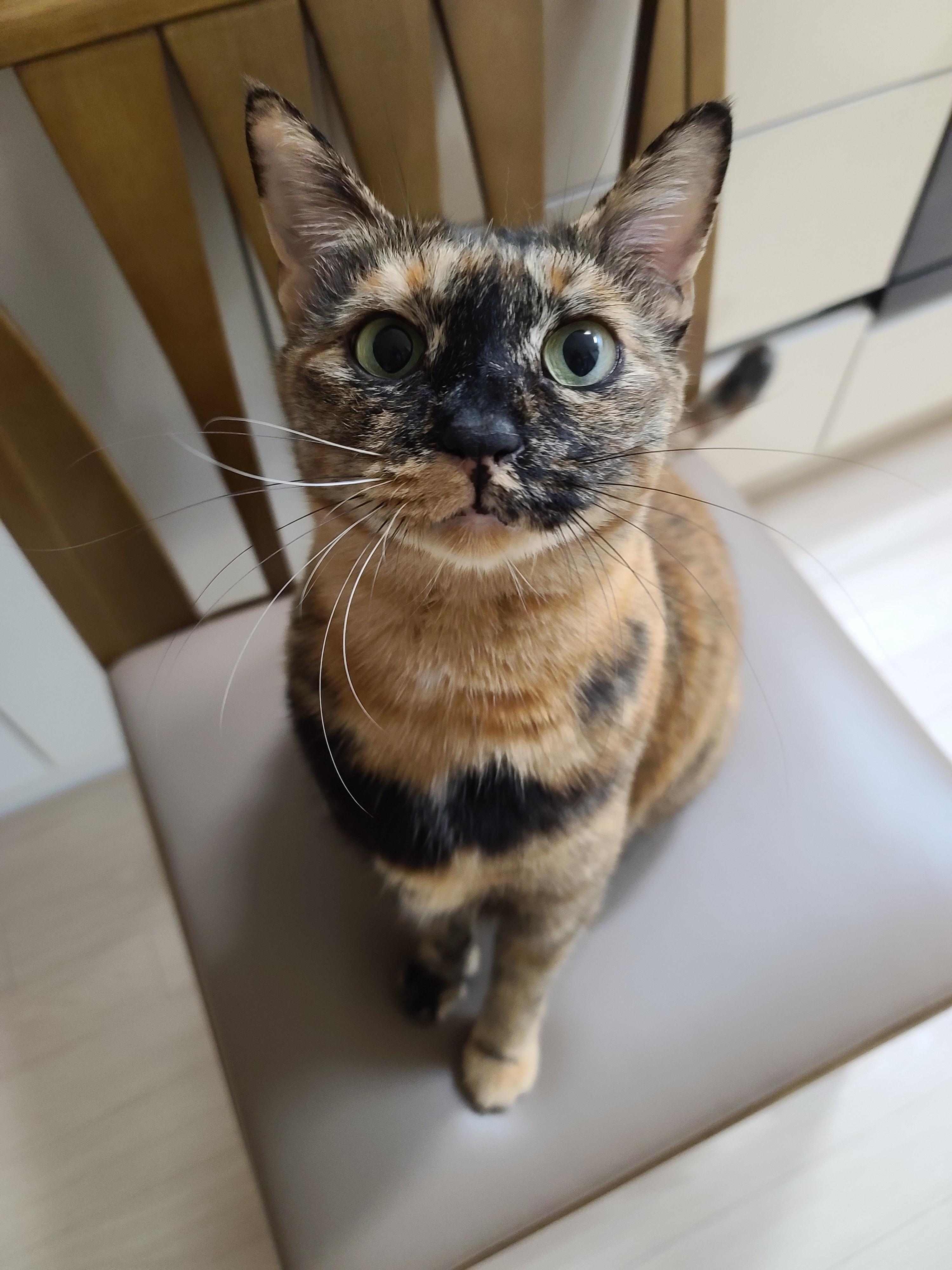 우리집 아홉냥이의 고양이 종류