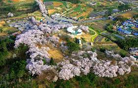 경상남도 사천 선진리왜성 벚꽃 명소 베스트 5 벚꽃시기 만개시기 드라이브 코스
