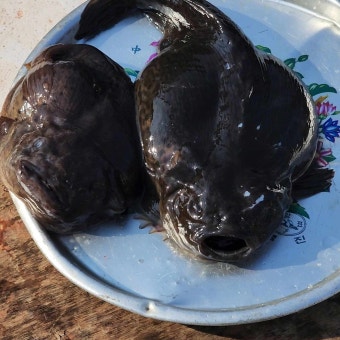 동해 북평 5일장에서 만날 수 있는 명물들