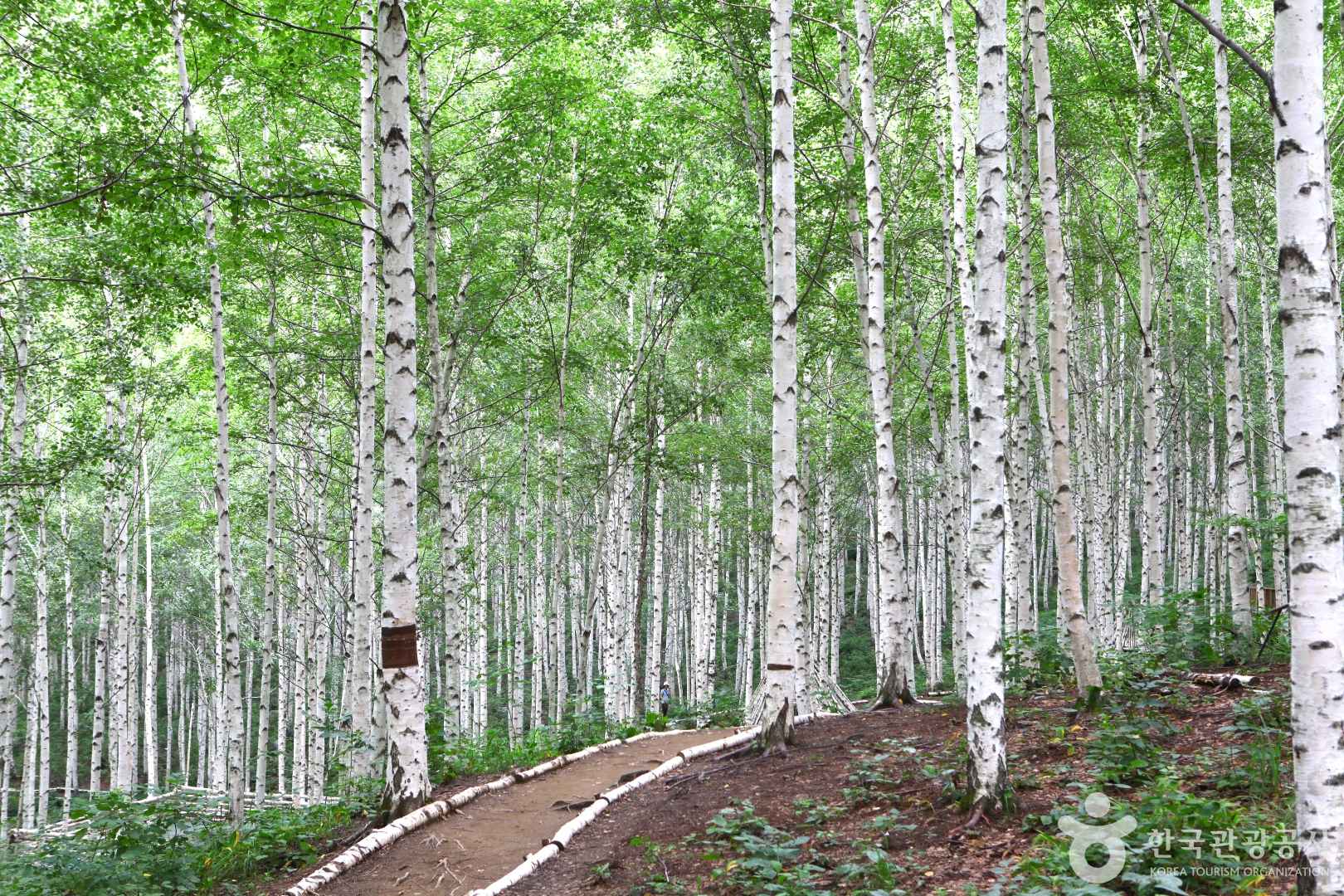 인제 원대리 자작나무 숲 입장시간